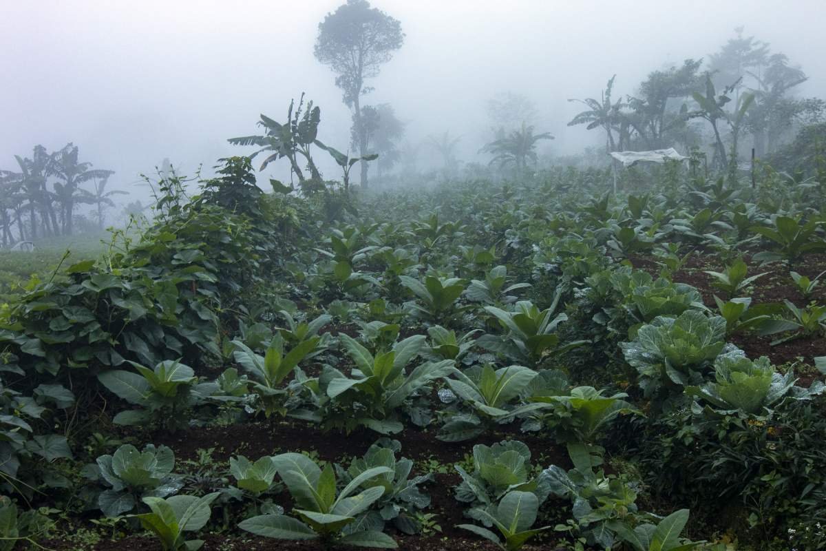 Kabut Turun di ladang tembakau