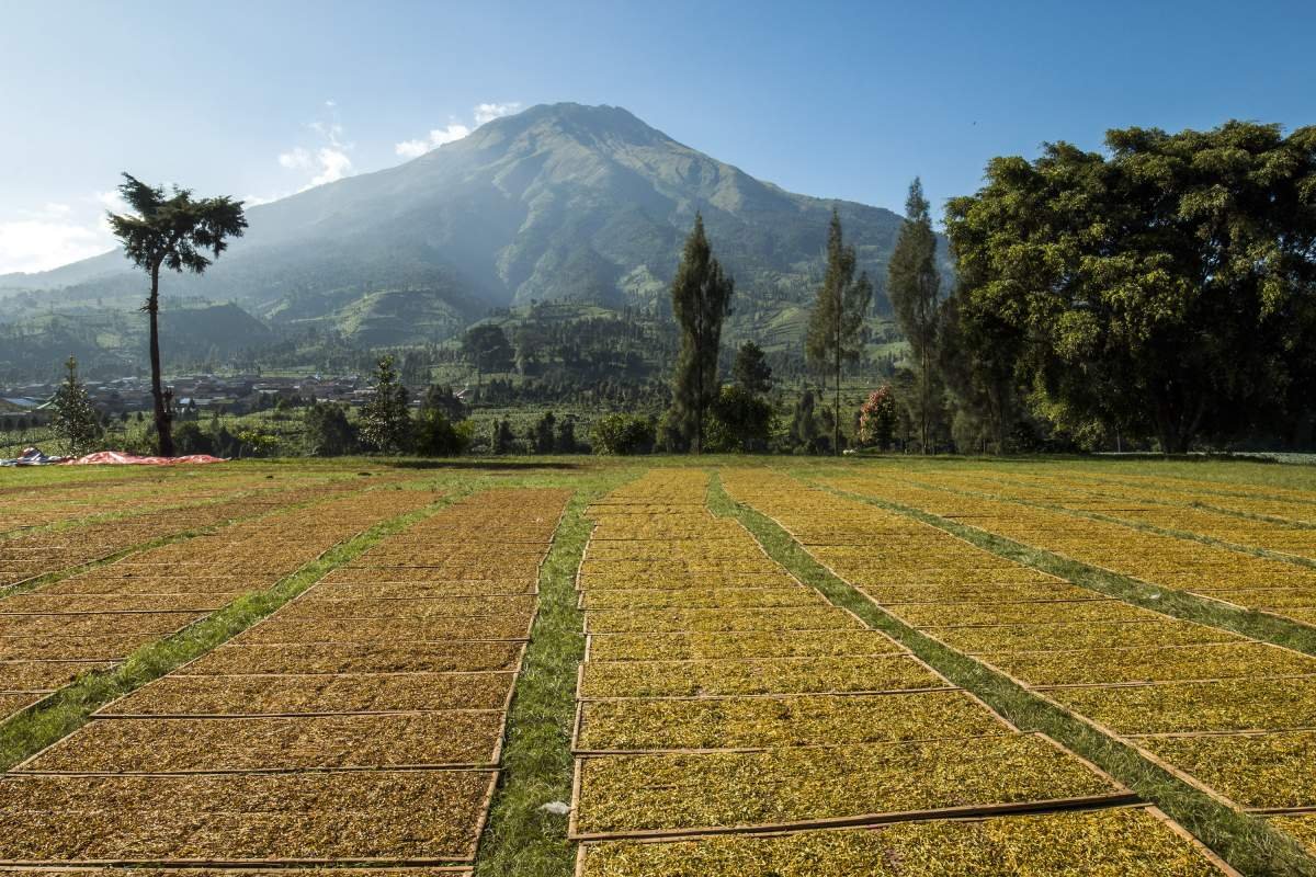 Karpet tembakau di lapangan kledung