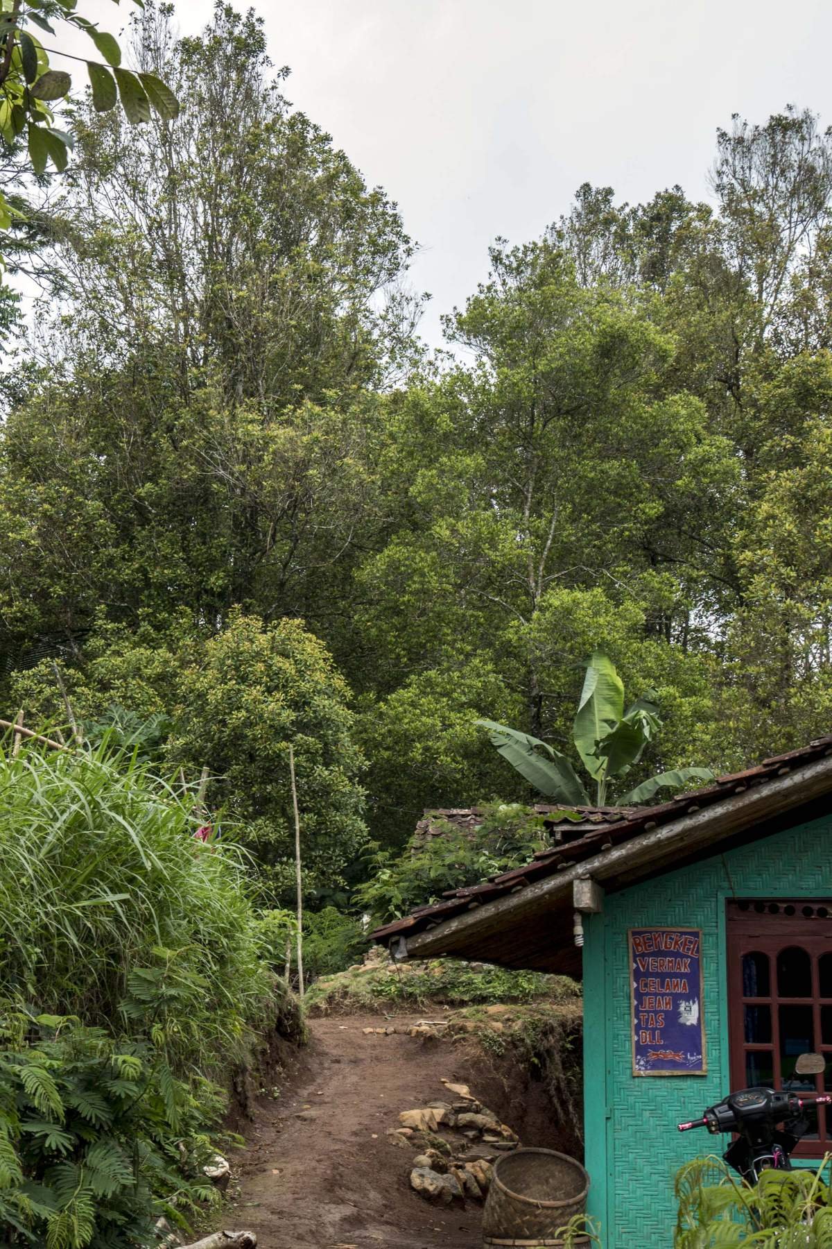 Kebun cengkeh di belakang rumah di Perbukitan Menoreh Kulon Progo