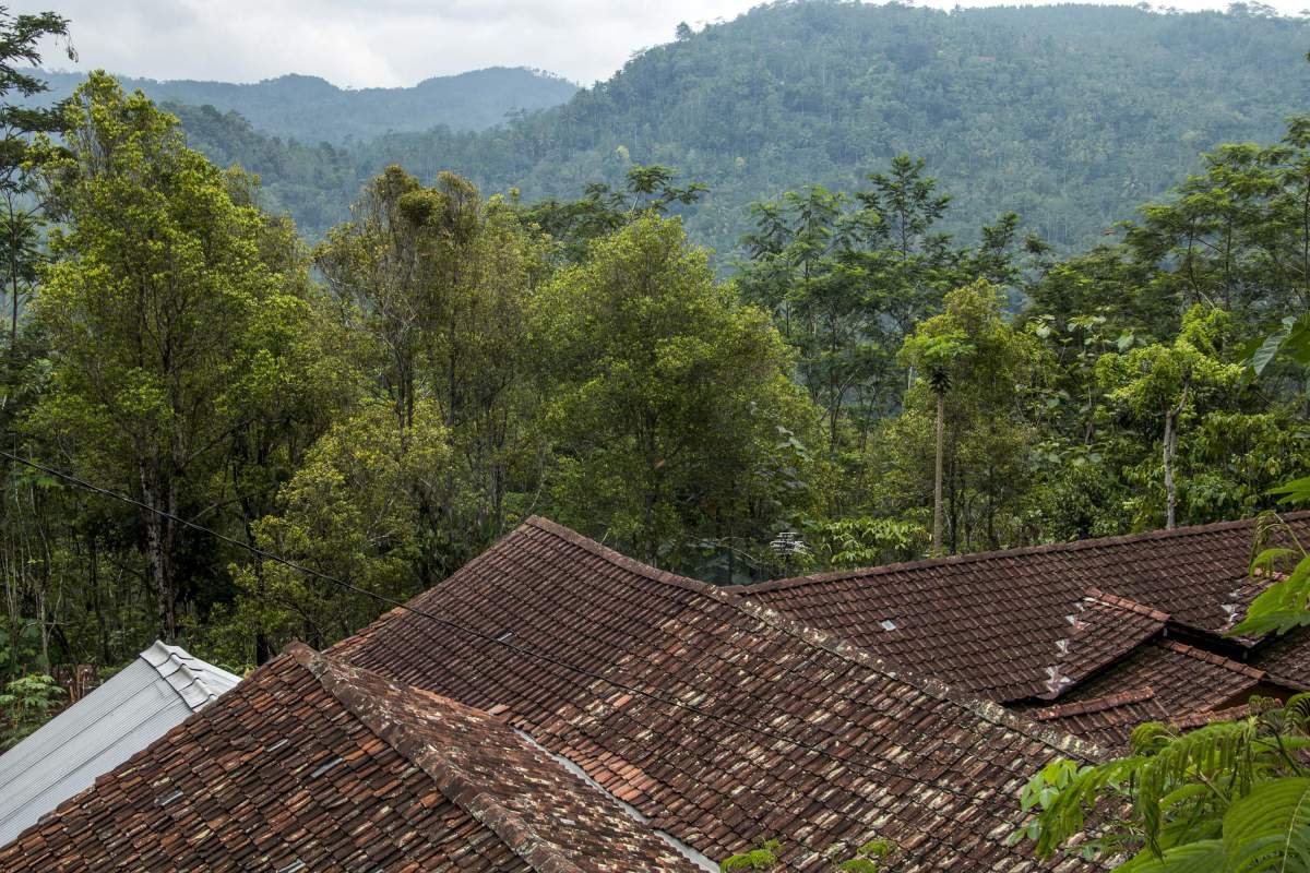 Kebun cengkeh di lereng perbukitan Menoreh, Kulon Progo