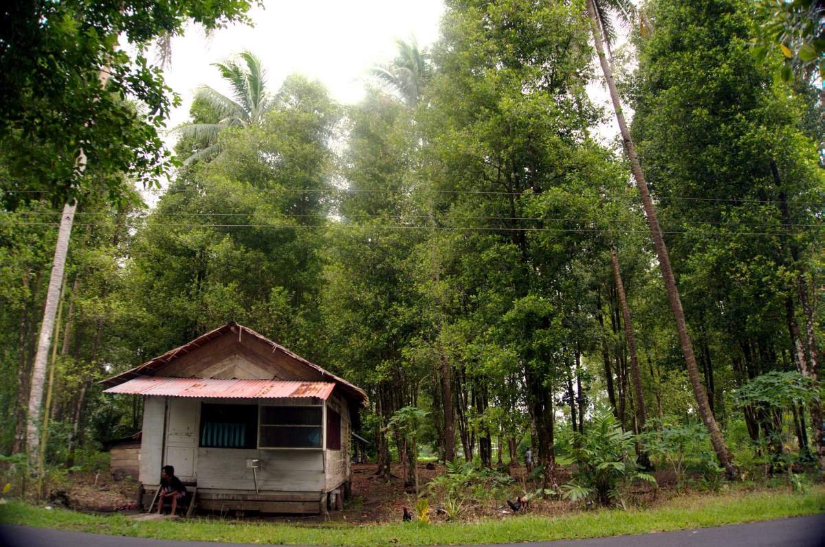 Kebun cengkeh di tepi jalan di kepulauan Maluku