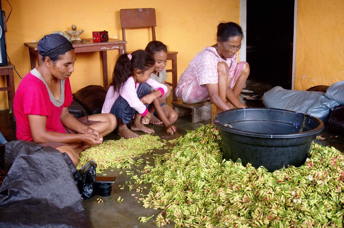 Keluarga Petani Cengkeh di Maluku