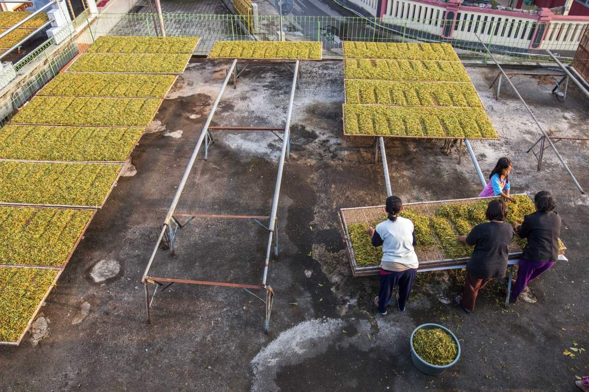 Keluarga petani menjemur tembakau bersama di atas dak rumah mereka di Dusun Lamoklegok, Temanggung