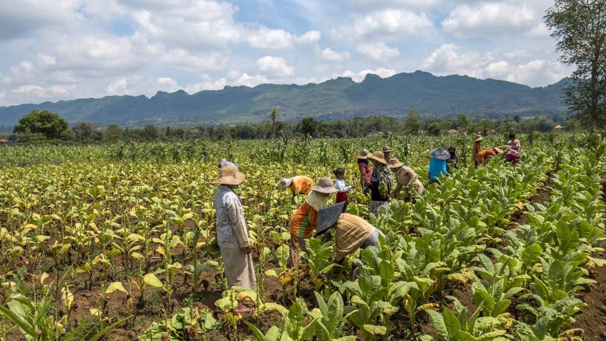 Keluarga Petani Tembakau Panen di Pamekasan Madura
