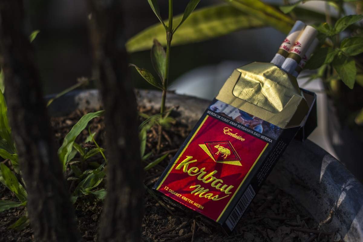kerbau mas