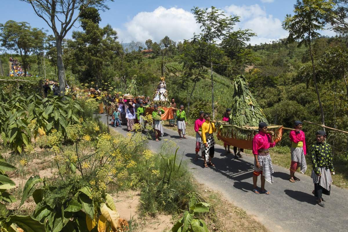 Tungguk Tembakau: Dari Tradisi Petik di Lereng Merbabu Menjadi Festival Budaya Boyolali