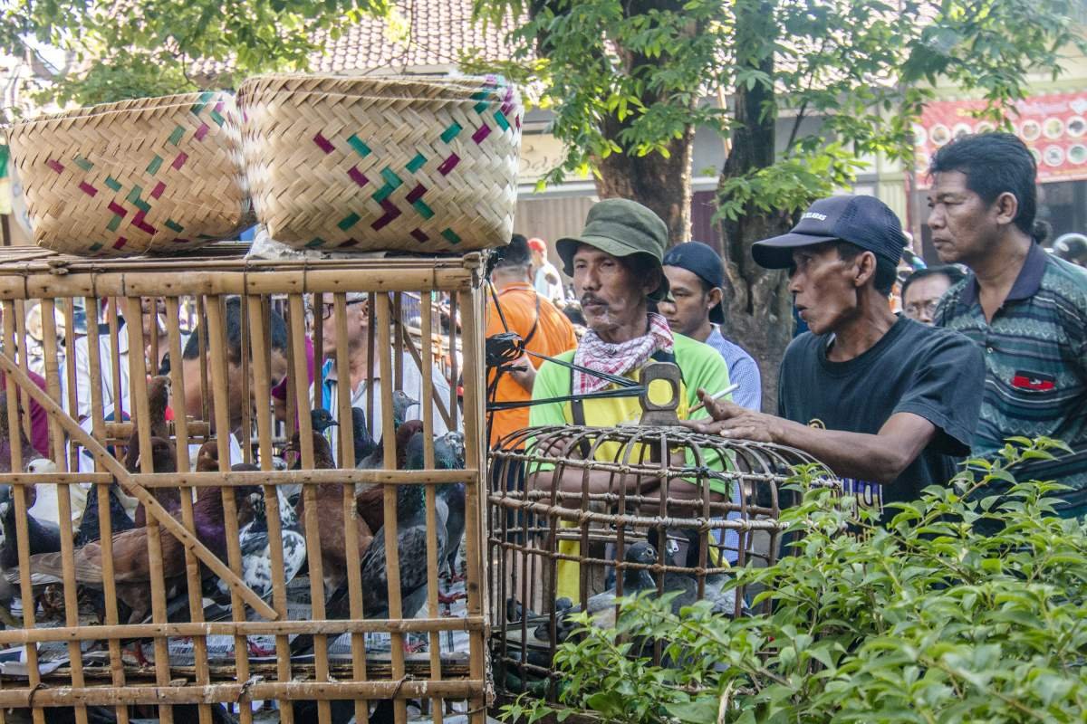 Kretekus di pasar burung Kota Gede