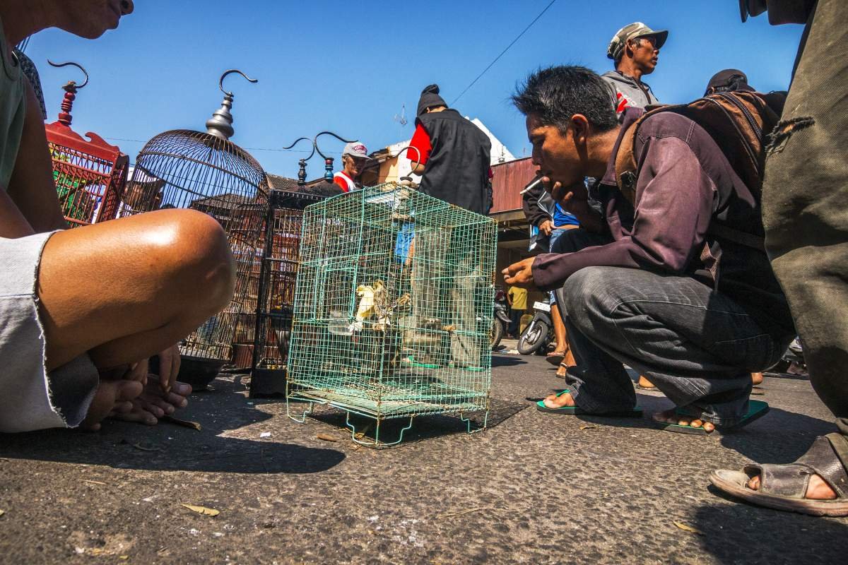 Kretekus di pasar burung Kota Gede, Yogyakarta