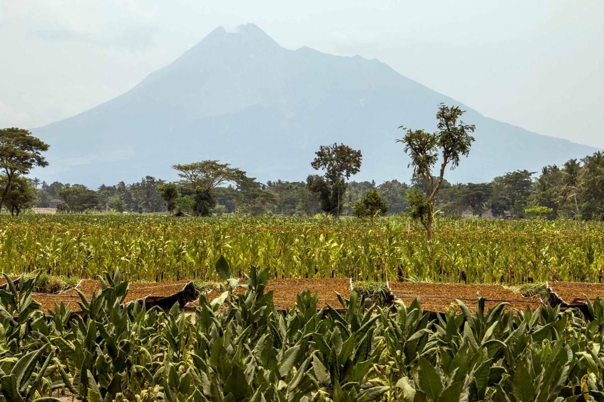 Ladang Tembakau Berlatar Gunung Merapi