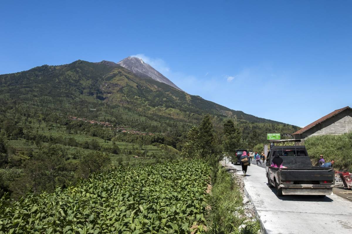 Ladang Tembakau Berlatar Merapi