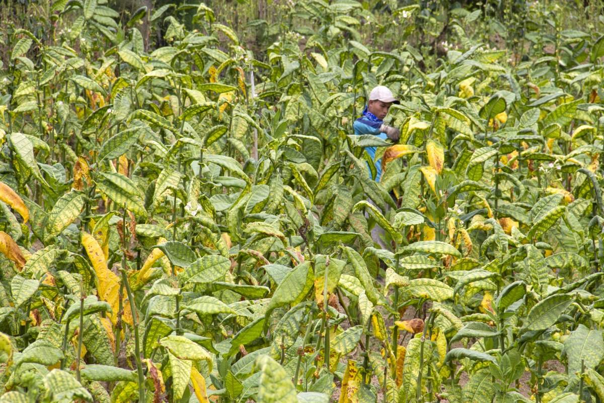 Ladang Tembakau di lereng Gunung Sumbing