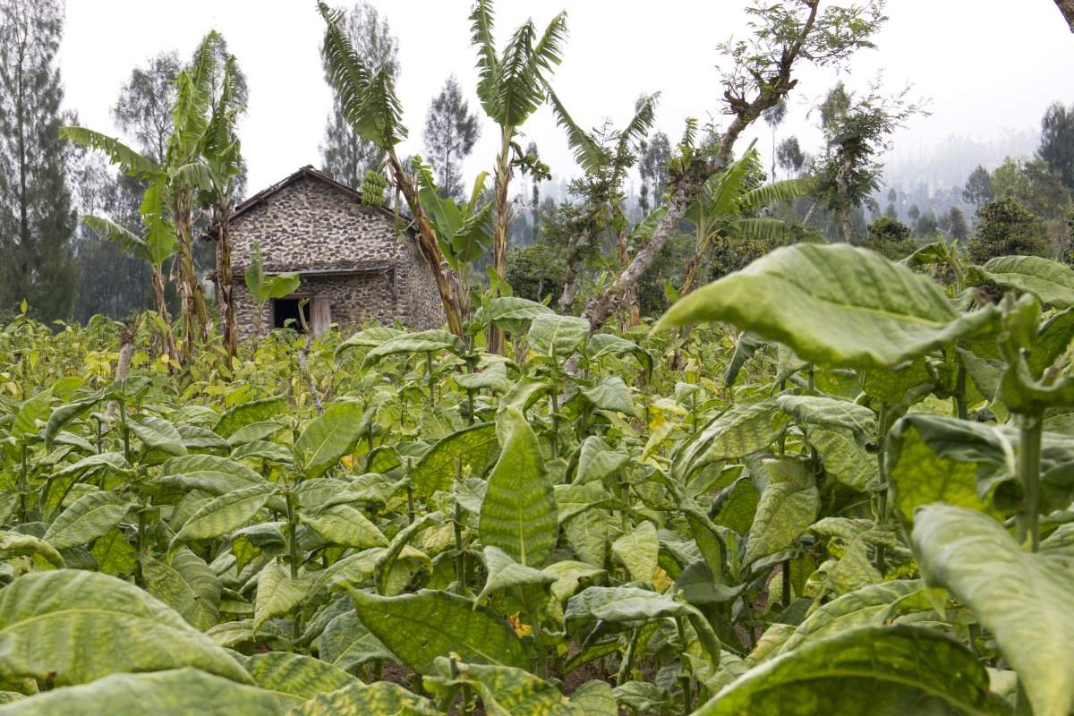 Ladang Tembakau di lereng Sindoro