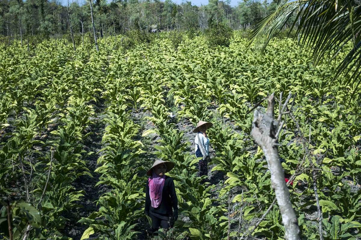 Ladang Tembakau di Lombok