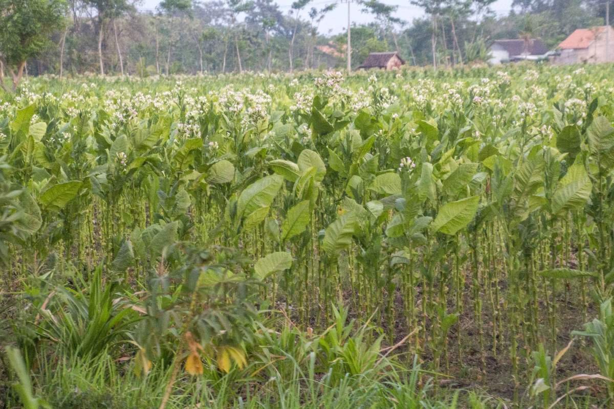 Ladang tembakau di Pujon, Probolinggo, Jawa Timur.