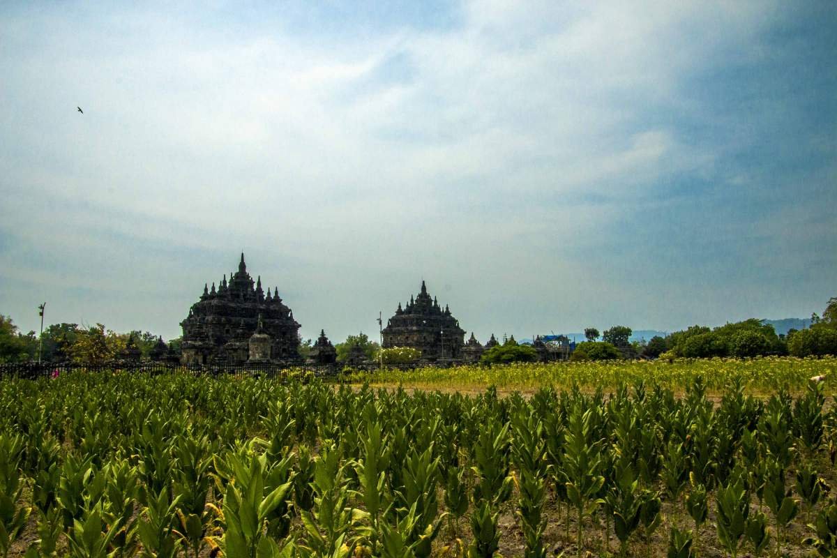 Lahan Tembakau di sekitar Candi Plaosan
