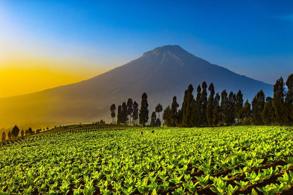 Lembah Tembakau Berlatar Gunung Sumbing