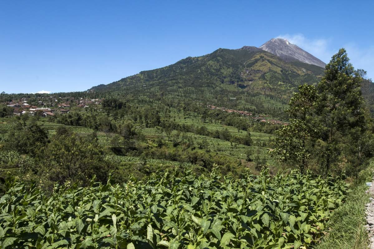 Lembah Tembakau merbabu