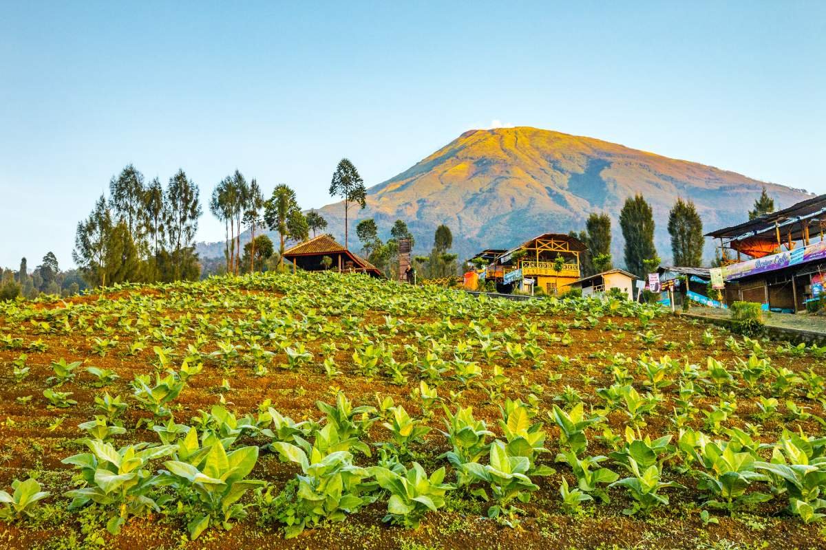 Lereng Gunung Sindoro
