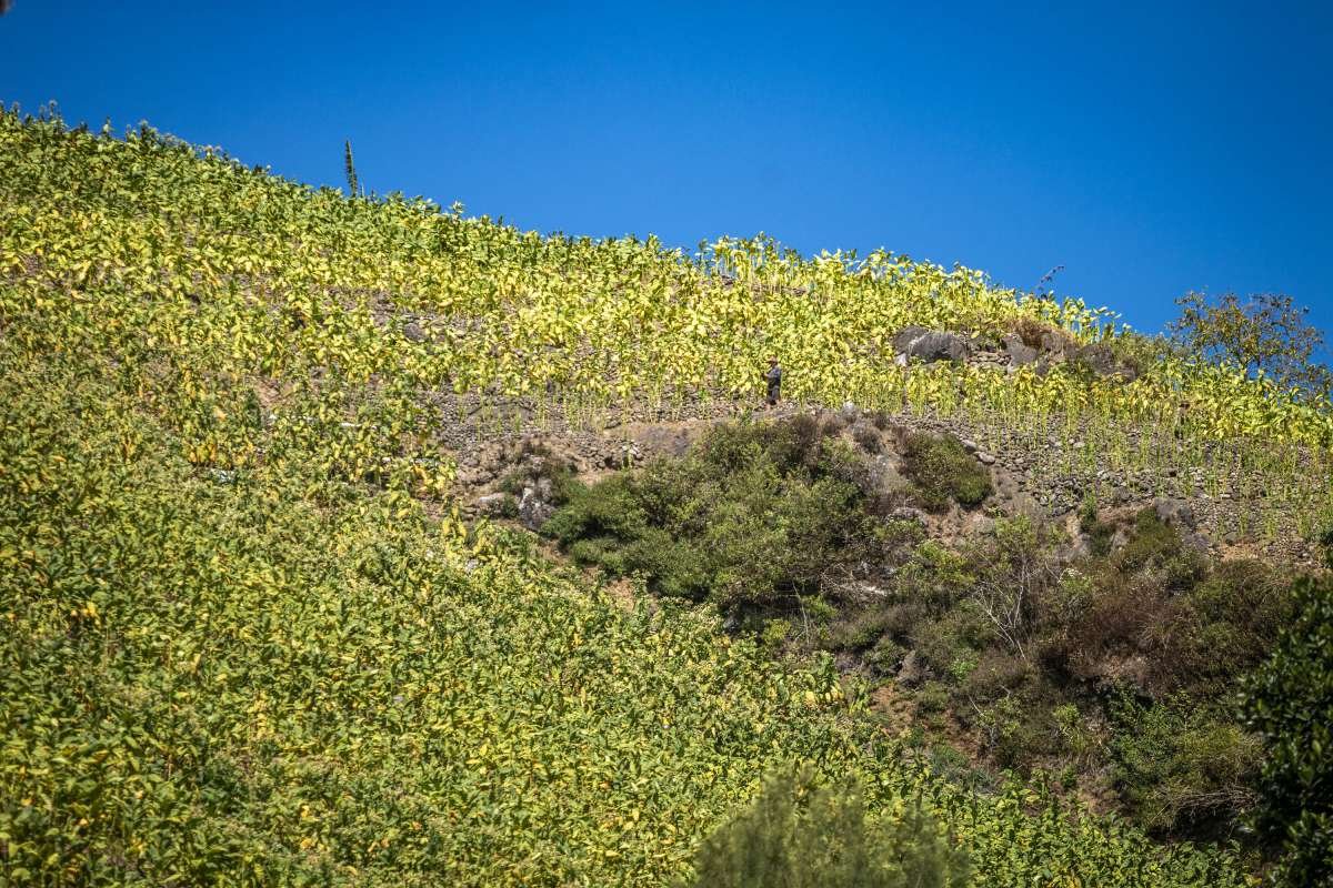 Lereng Gunung Sumbing yang Ditumbuhi Emas Hijau