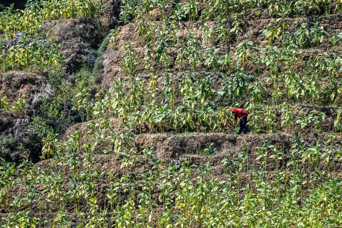 Lereng Tembakau Sumbing