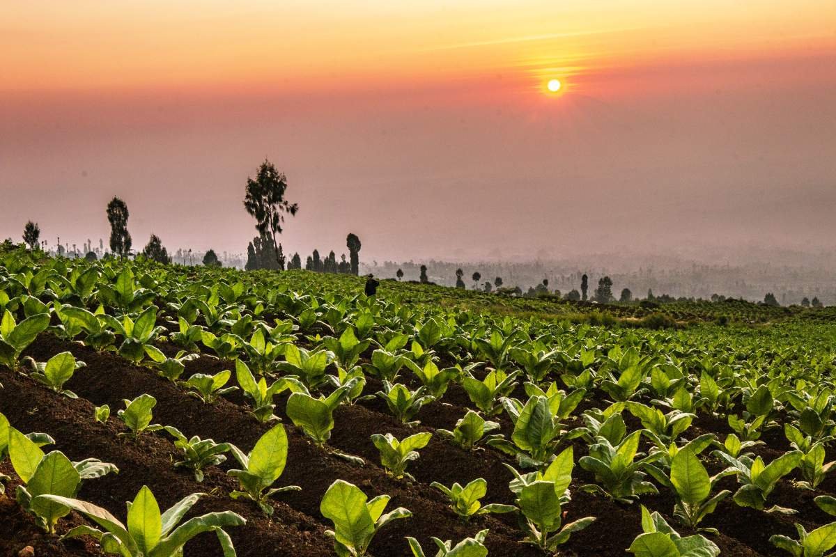 Matahari Terbit Di Lereng Sumbing