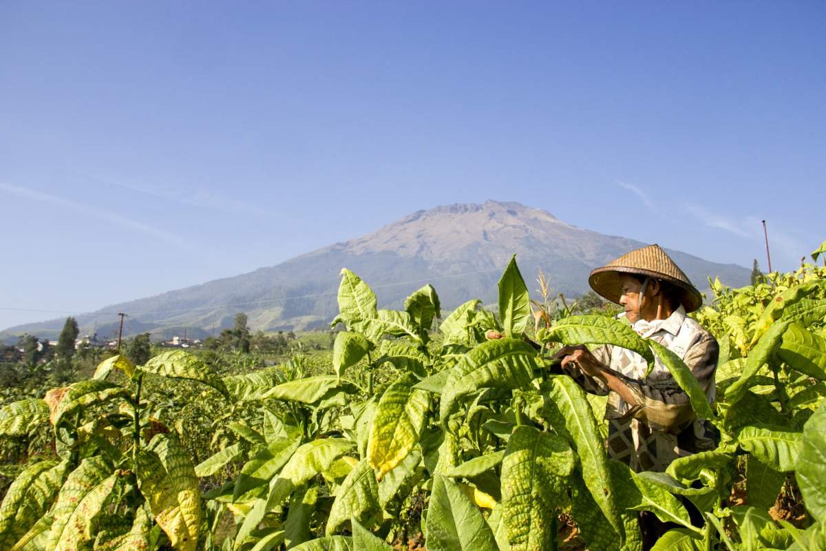 Mbah Atmo Prawiro petani Dukuh Seman, Temanggung