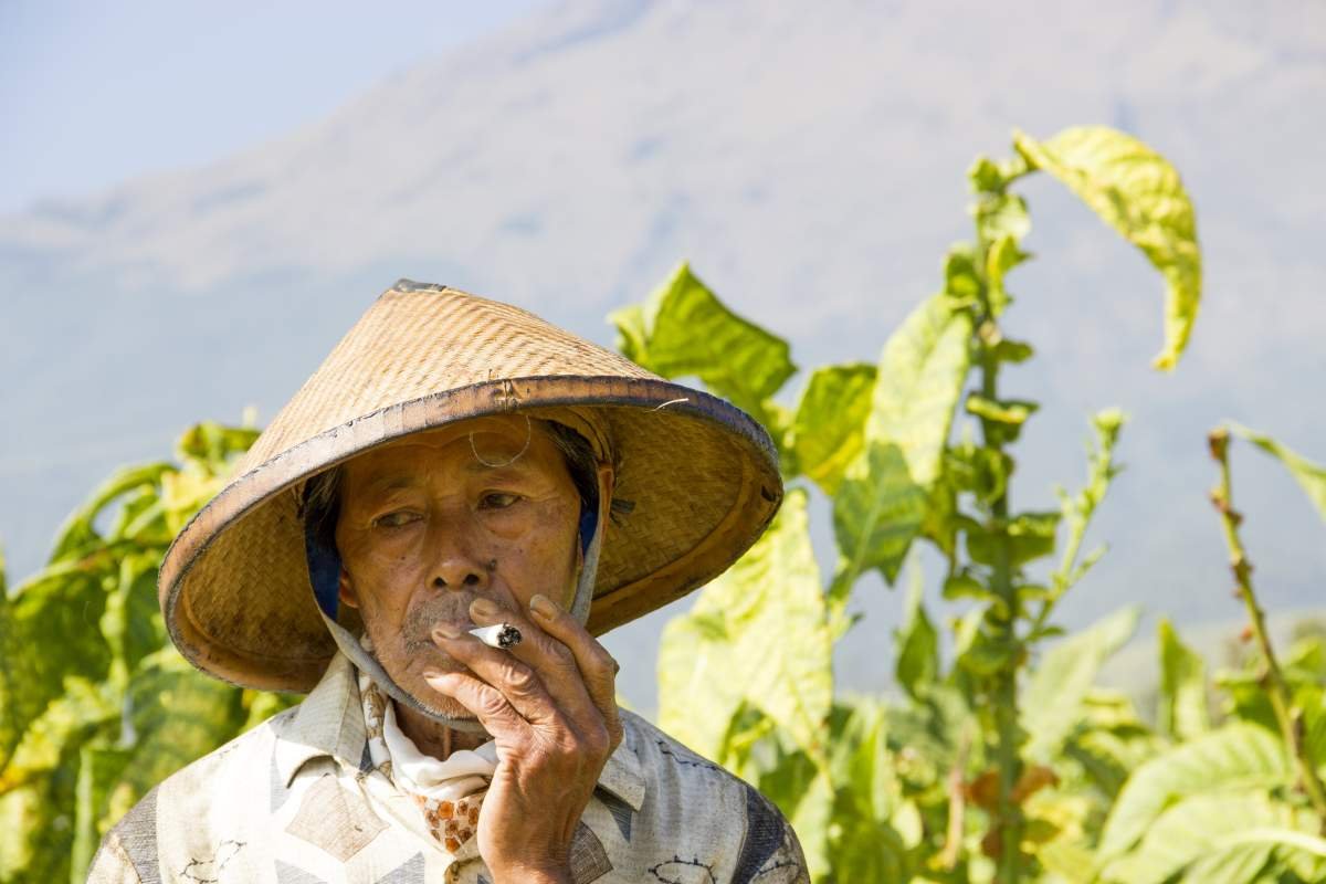 Mbah Atmo Prawiro petani tembakau Dukuh Seman Temanggung
