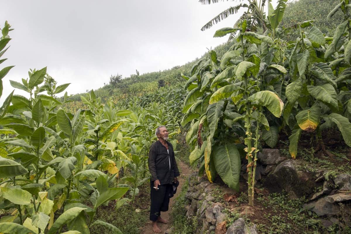 Mbah Karmin meninjau ladang tembakaunya menjelang panen