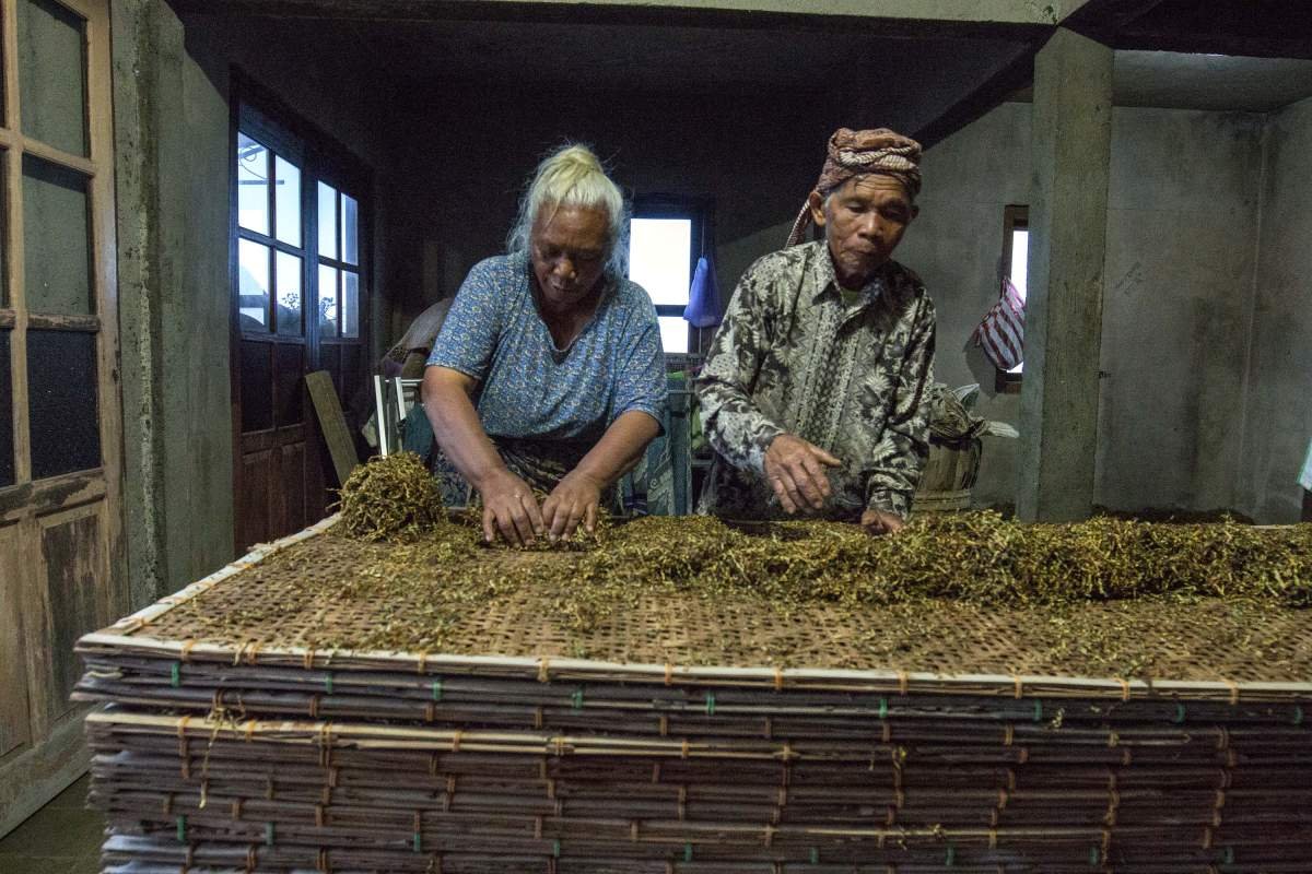 Mbah Noto Tukar dan Istri, melakukan proses menggulung tembakau usai dikeringkan sebelum dimasukkan kedalam keranjang.