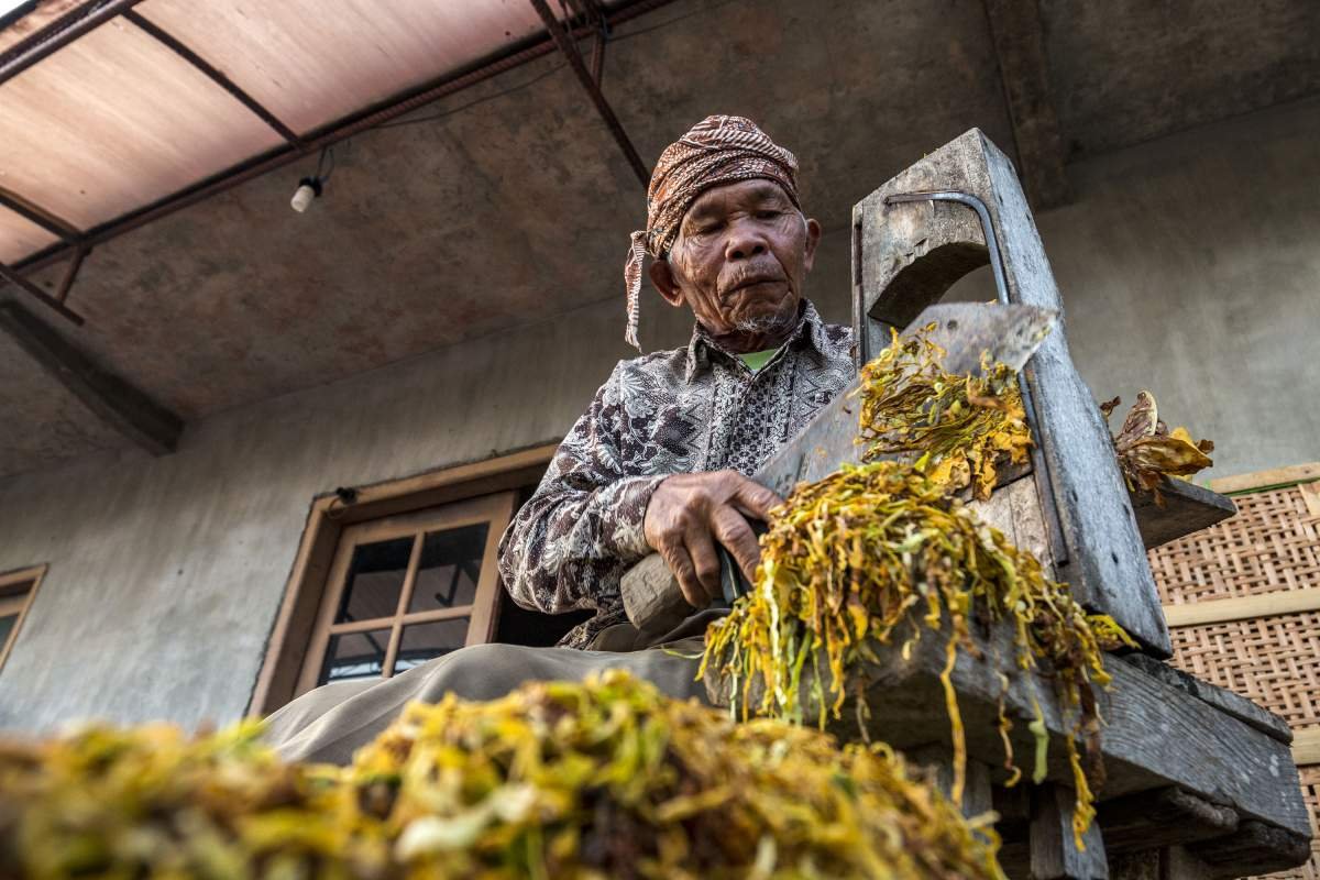 Mbah Noto Tukar Merajang Tembakau