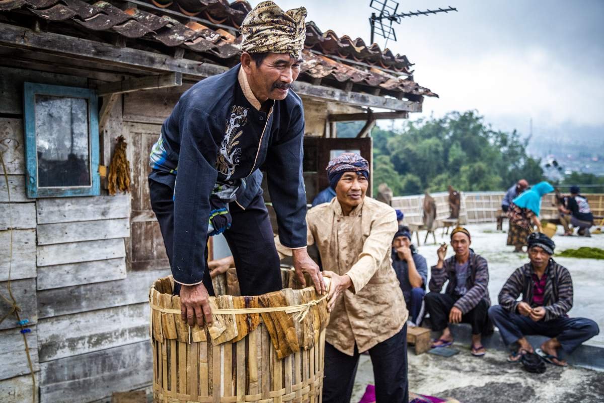 Memadatkan rajangan tembakau ke dalam keranjang