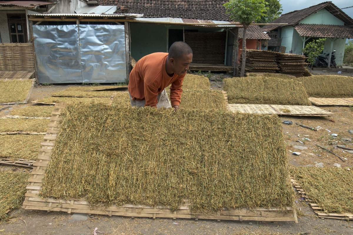 Membalik rigen di Probolinggo