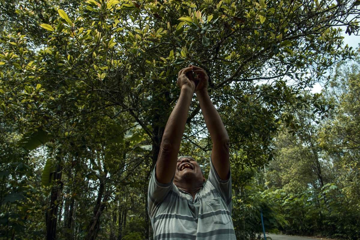 Memetik BUnga Cengkeh di Menoreh Kulon Progo