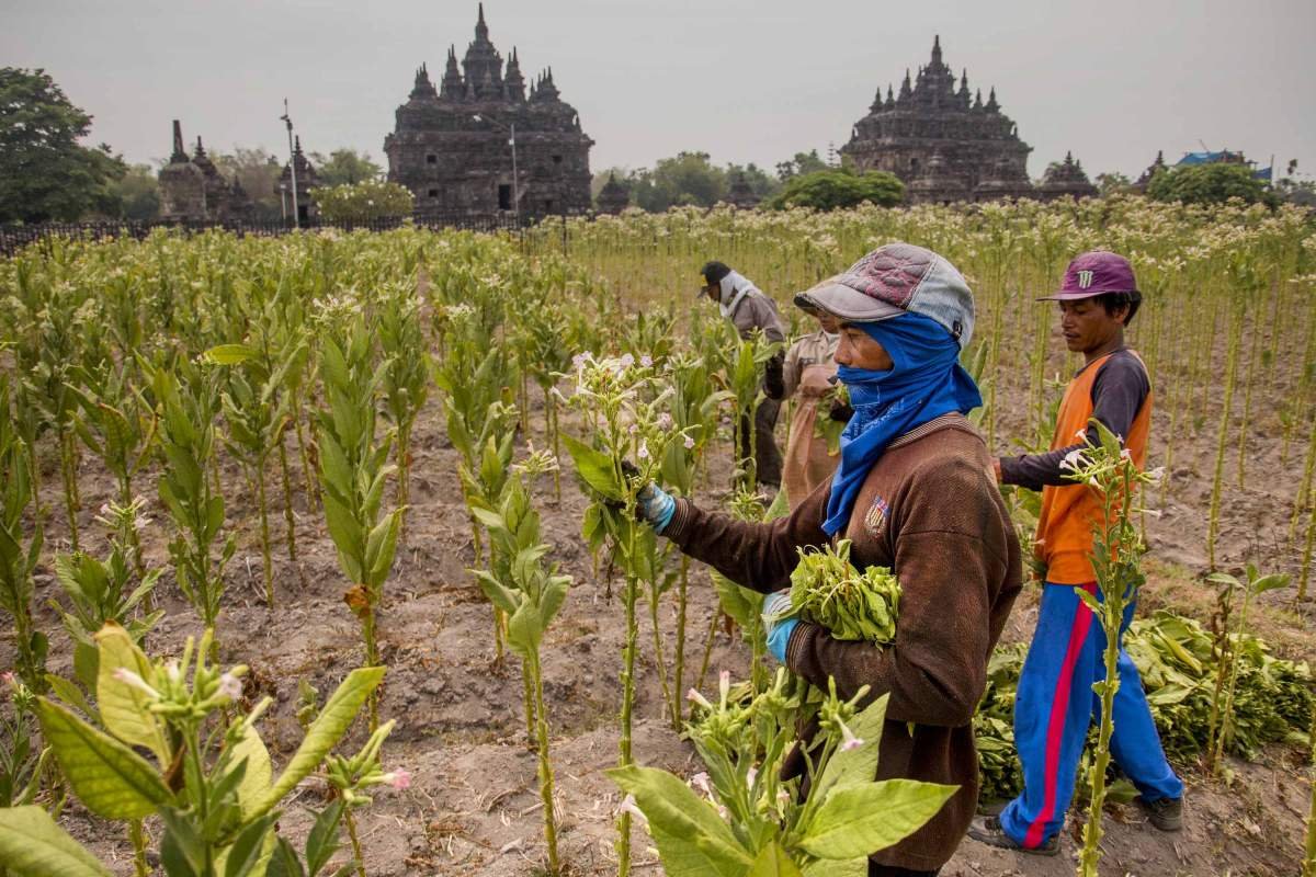 Memetik Tembakau di Candi Plaosan