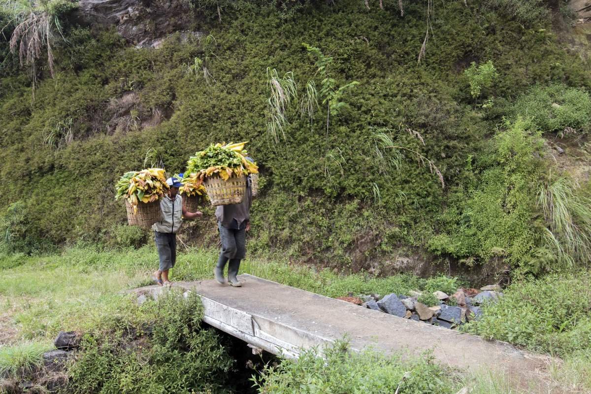 memikul tembakau Kemloko Temanggung
