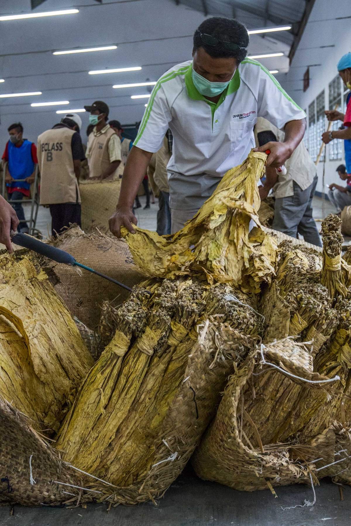 Memilah tembakau di Gudang tembakau Lombok