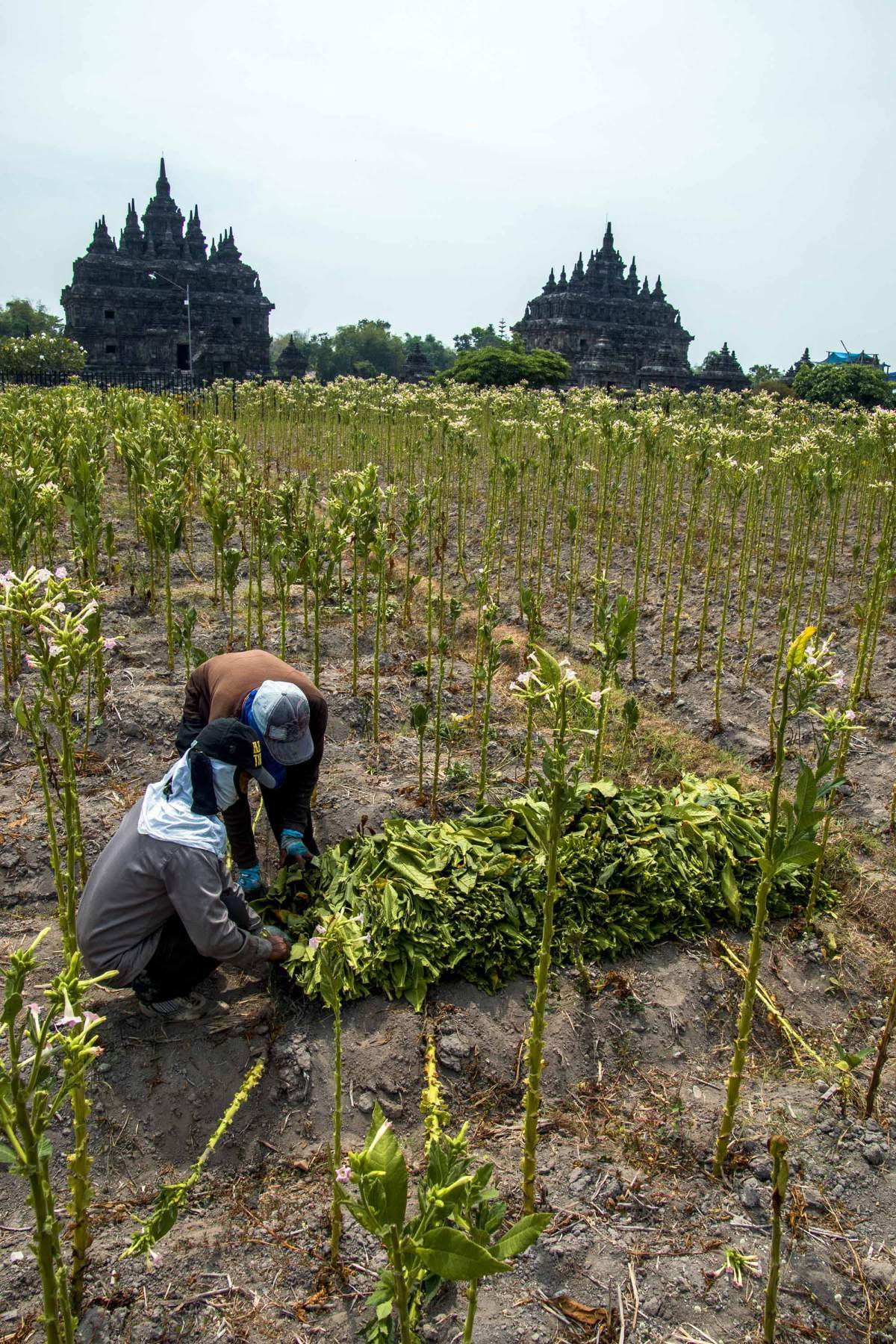Memilah tembakau hasil panen di candi Plaosan