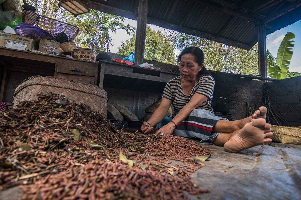 Memiliah cengkeh di Desa Munduk, Bali