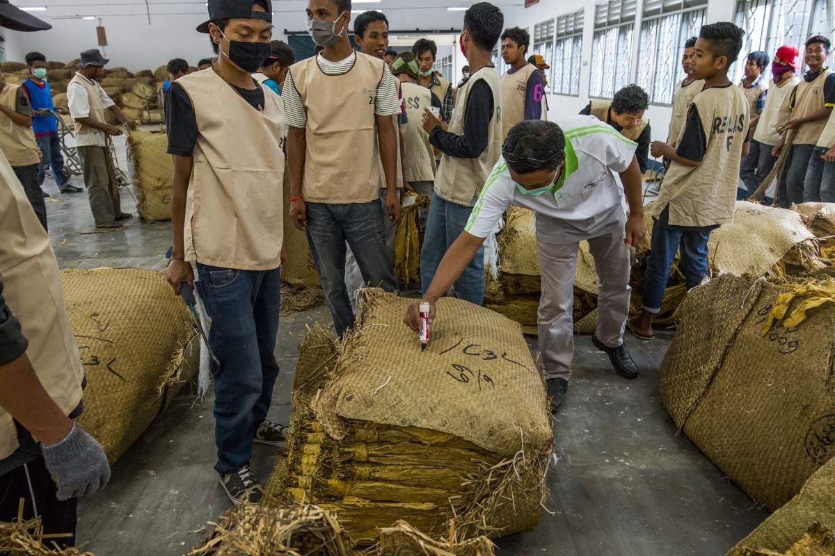 Menandai tembakau lolos sortir di gudang tembakau, Lombok.