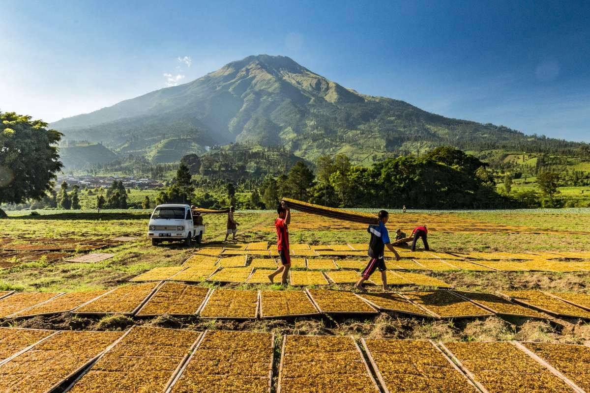 Mengangkat rigen menjemur tembakau