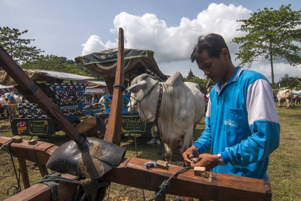 mengikat tali sapi