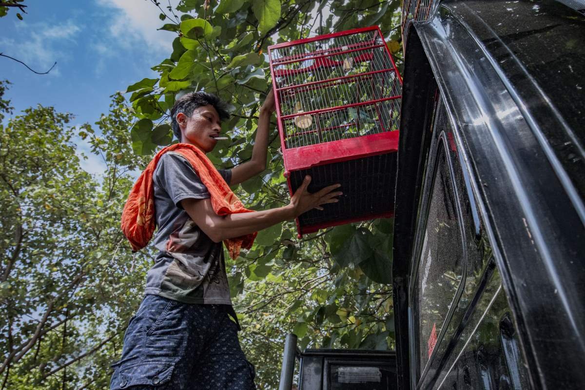 menjaga burung kesayangan