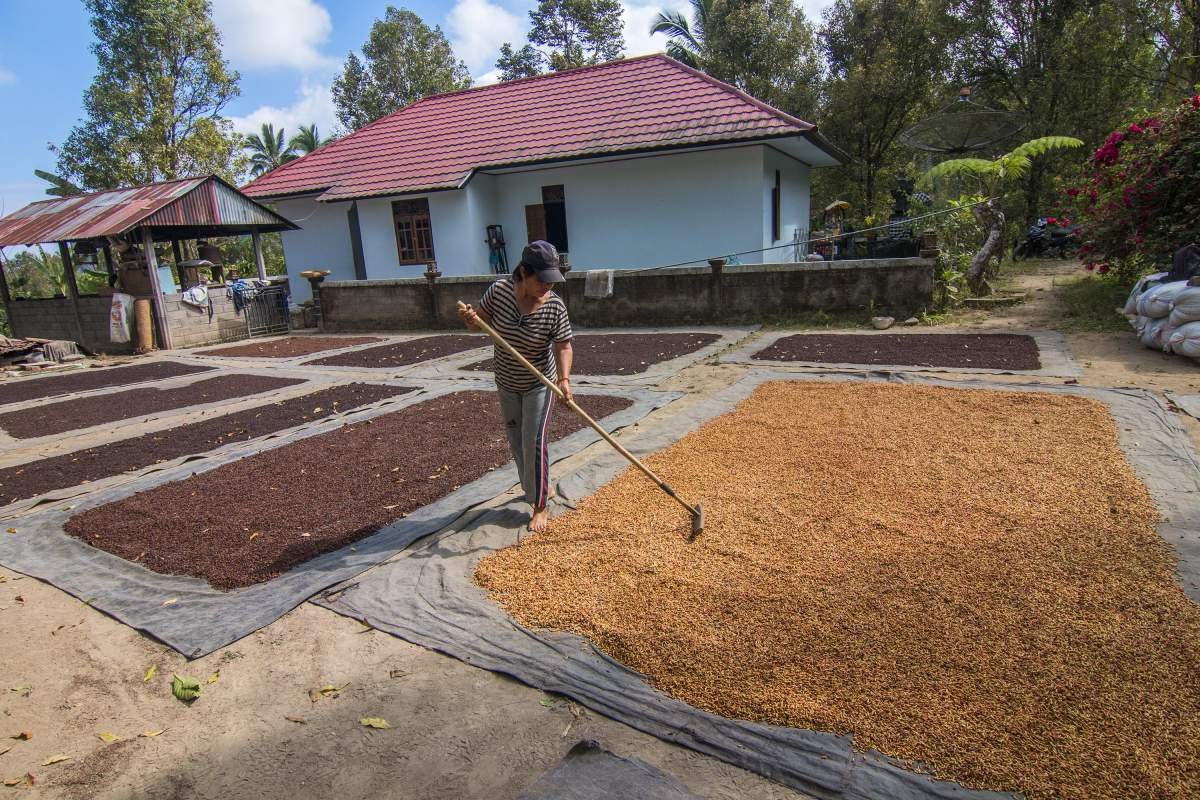 Menjemur cengkeh di belakang rumah di antara kebun cengkeh di Desa Munduk Bali