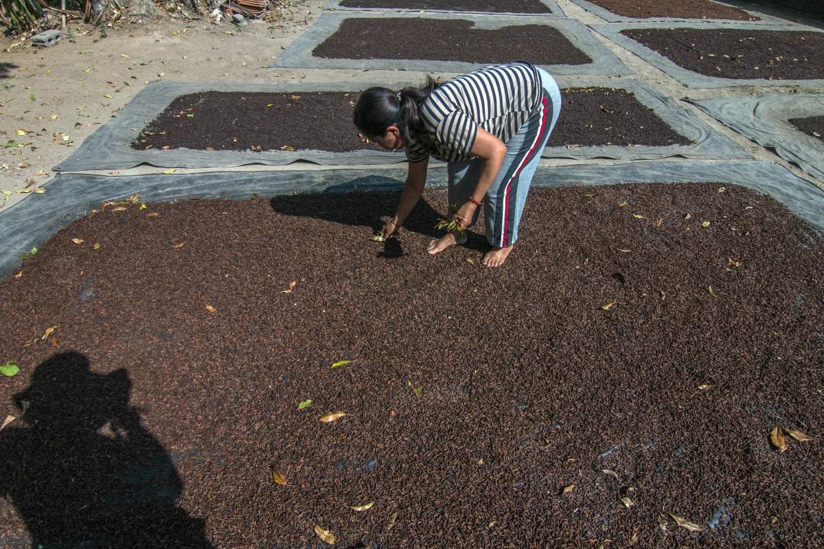 Menjemur cengkeh di Desa Munduk, Bali
