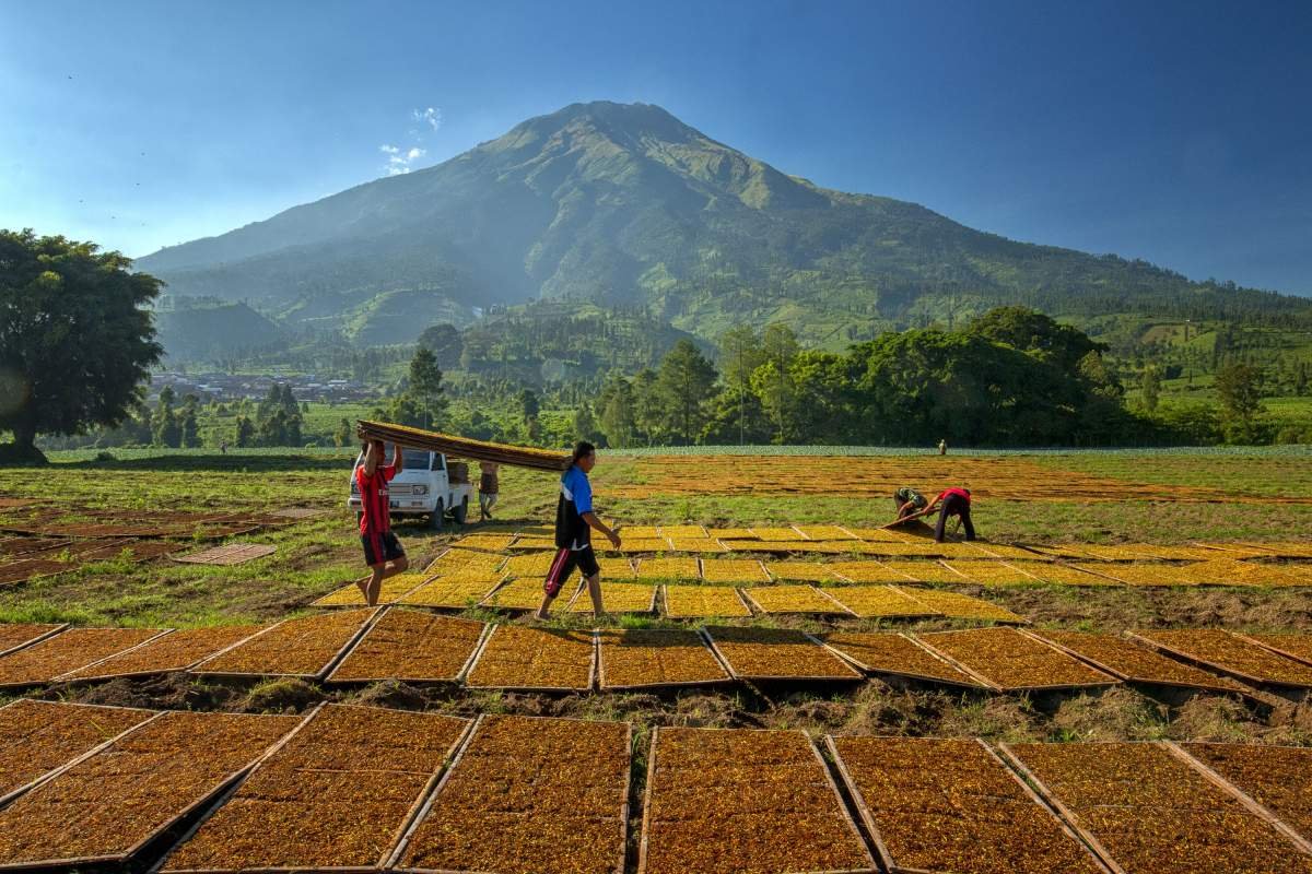 Menjemur Rajangan Tembakau