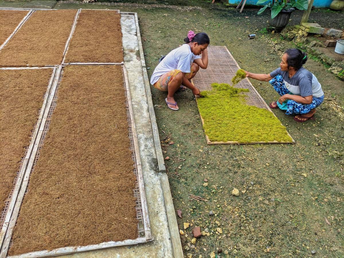 Menjemur tembakau di halaman rumah