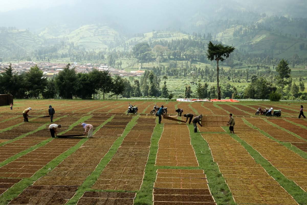 Menjemur Tembakau Di Lapangan Kledung Temanggung
