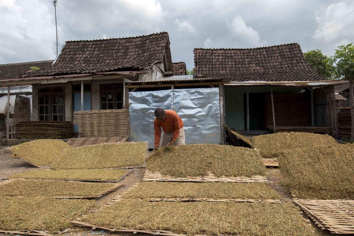 Menjemur Tembakau DI Probolinggo
