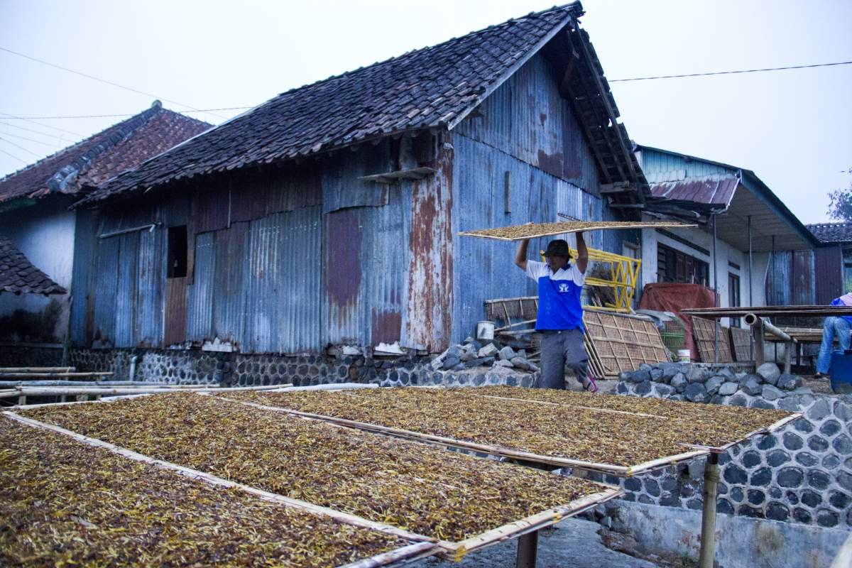 menjemur tembakau saat pagi di lereng Gunung Sindoro