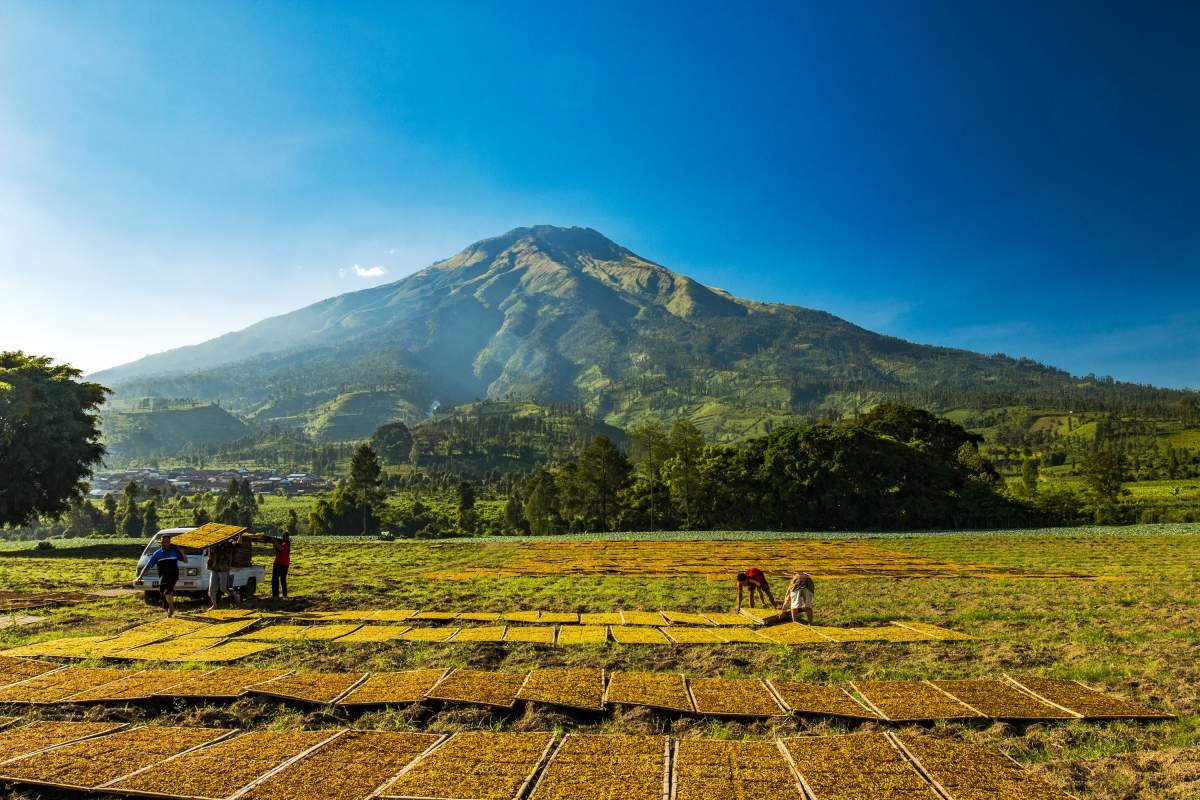 Menjemur Tembakau usai panen